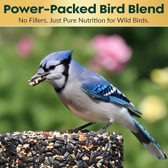 All Year Round Bird Seed Cylinders with Hole – All Season Wild Bird Food for Blue Jays, Cardinals, Doves, Finches & More – High Energy All Natural Blend, No Fillers – USA Made (4" x 7.75") 2 Pack