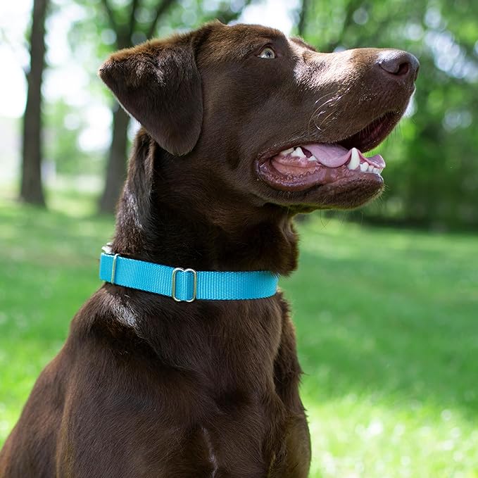 Country Brook Petz - Martingale Dog Collar - Heavy-Duty Training Collar with No Buckle - Service Dog Collar for All Pups - 20 Vibrant Colors (Ice Blue, 5/8 Inch, Extra Small)