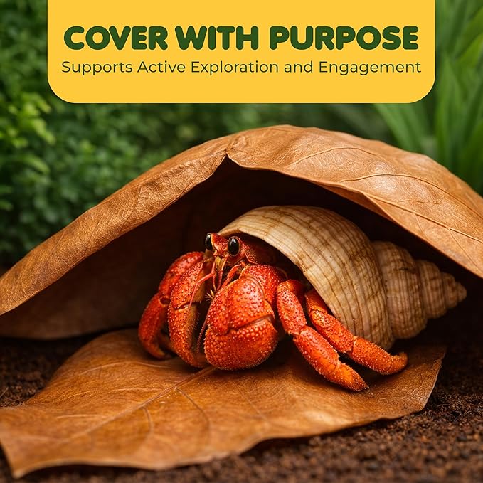 SunGrow 10 Pack Large Hermit Crab Catappa Indian Almond Leaves, 7-9 inches Long, Dried Leaves for Added Humidity, Delicious Crab Treat and Source of Cellulose