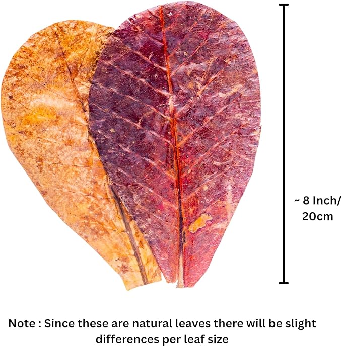 Leaf Litter for Snakes 30Pcs Indian Almond Catappa Leaves 8" Reptile Tank Substrate Corn Snake & Ball Python,Isopods - Maintains Humidity, Bioactive Vivarium Bedding & Terrarium Decor
