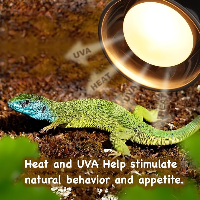 Reptile Dual Heat Lamp: 150W Ceramic Heat Emitter and Daylight Basking Bulb – Heat Bulbs Combo for Terrariums, Ideal for Bearded Dragons, Tortoises, Snakes