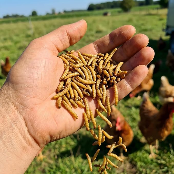 Dried Mealworms for Chickens – High Protein Chicken Treats for Egg Production & Flock Health – Bulk Mealworms for Ducks, Wild Birds, Reptiles & Backyard Poultry Feed, 15 lb