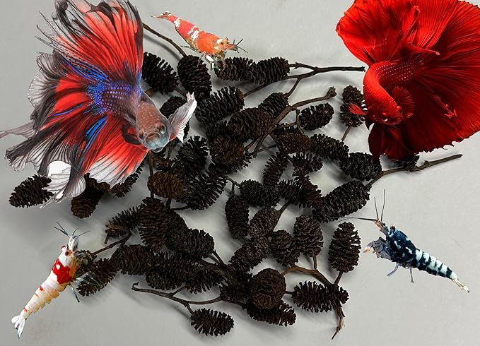 Alder & Casuarina Cones Betta Shrimp Tank Promotes Natural Habitat, Breeding, Tannin Producing Improves Immunity, Easy to Use, by Awesome Aquatic (50 Pack Alder)
