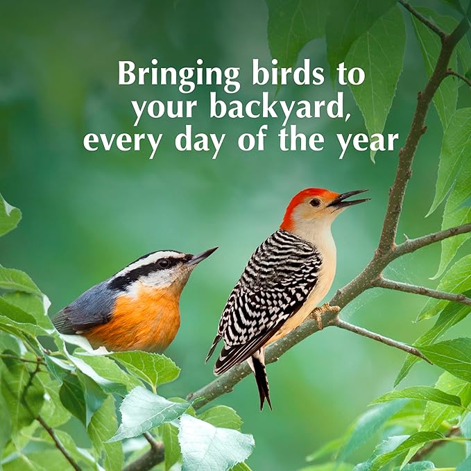 C&S Insect Suet Treat, Suet Cakes for Wild Birds Including Woodpeckers, Wrens, Chickadees, Nuthatches and Robins, Pack of 8