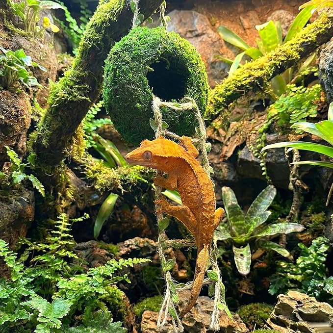 Moss Cave Hideout with Hanging Rope & Hemp Climbing Ladder – Natural Reptile Tank Decor Accessories for Crested Geckos, Chameleons, Tree Frogs, Leopard Geckos & Snakes. Terrarium & Vivarium Decor (6")