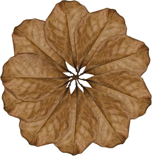 SunGrow Leaf Litter for Snakes, 10 Pcs Medium Indian Almond Catappa Leaves Substrate Maintain Humidity in Corn Snake and Ball Python Terrarium, 4-7 Inches, Reptile Tank Decor Accessories