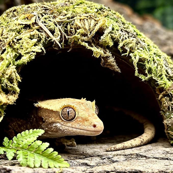 Reptile Hide Coconut Leopard Gecko Hide Humid Crested Gecko Tank Accessories Natural Moss Snake Hideouts for Ball Python, Bearded Dragon,Tortoise,Frog