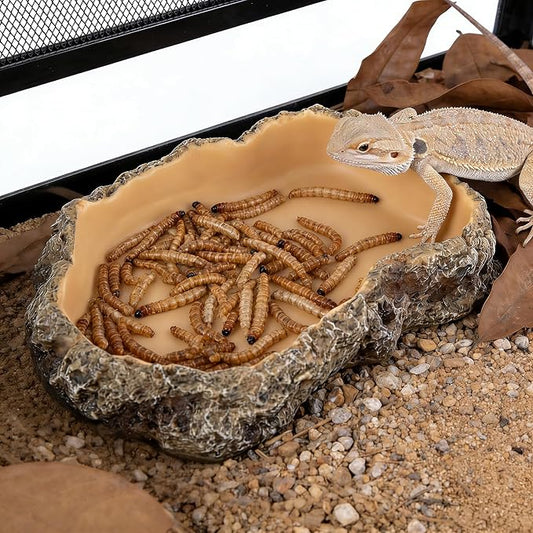 Reptile Food Dish, Terrarium Water Bowl, Feeding Bowl for Reptile Amphibian Pets