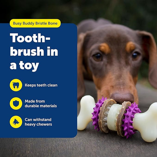 PetSafe Busy Buddy Bristle Bone Dog Chew Toy - Treat Holding Toothbrush Toy for Hard Chewers - Helps Keep Your Dog's Teeth Clean - Durable, Interactive - Purple, Large