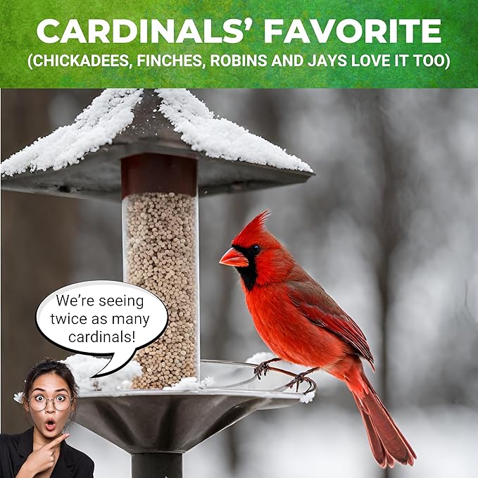 Nature Anywhere Safflower Bird Seed for Outside Feeders Safflower Supreme, 100% Pure Safflower Seed, Made in USA, No Fillers, Premium Wild Bird Food