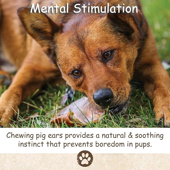 Top Dog Chews – 100 Pack, Pig Ears for Dogs, Whole, Full Uncut American Made, Single Ingredient, Thick, Large Dog Treat for Small, Medium or Large Breeds, Bulk Dog Chews (100 Pack)