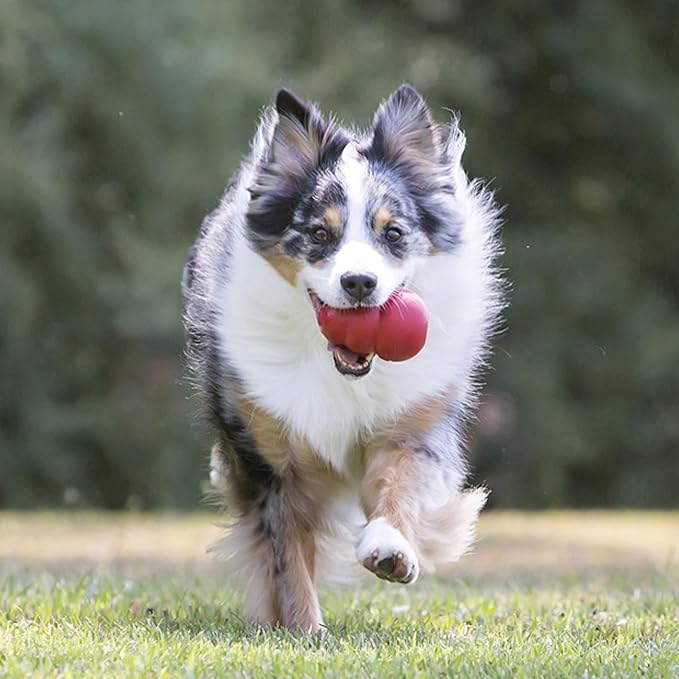 KONG Classic Stuffable Dog Toy - Fetch & Chew Toy for Dogs - Treat-Filling Capabilities & Erratic Bounce for Extended Play Time - Durable Natural Rubber Material - for Medium Dogs
