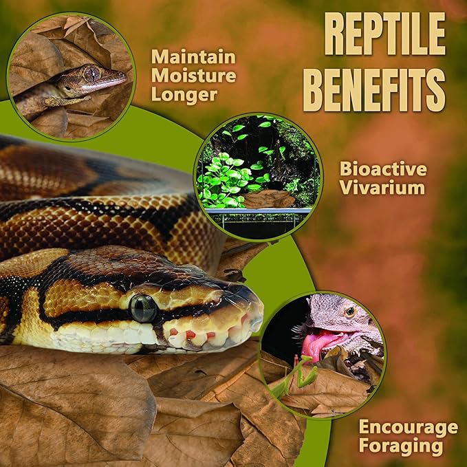 SunGrow Leaf Litter for Snakes, 10 Pcs Medium Indian Almond Catappa Leaves Substrate Maintain Humidity in Corn Snake and Ball Python Terrarium, 4-7 Inches, Reptile Tank Decor Accessories