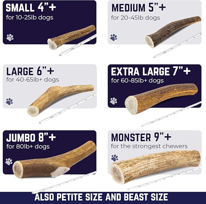 Devil Dog Pet Co. Elk Antlers for Dogs, Natural Dog Chew for Aggressive Chewers - Long Lasting and Odor Free - USA Sourced - Cleaner Teeth, Anxiety & Boredom Relief - Whole Medium 5"+ - Antler Bone