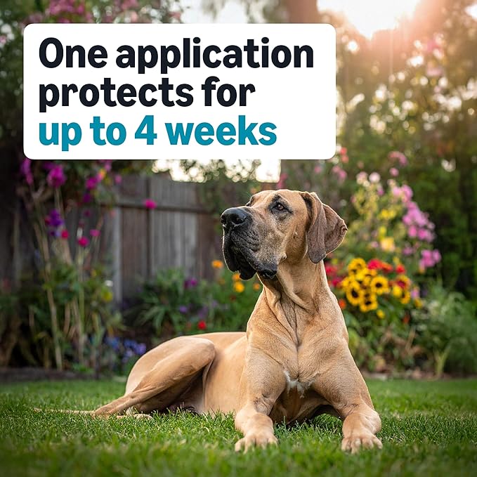Amazon Basics Preventative Flea, Tick & Mosquito Topical Treatment for X-Large Dogs (Over 55 pounds), Kills Fleas, Long-Lasting, 6 Count, Packaging May Vary