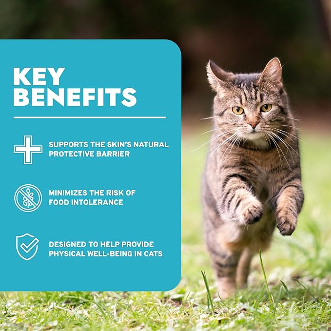 Forza10 - Cat Food, Vet-Approved Hypoallergenic Wet Cat Food, Non GMO, Salmon Flavor, Adult Cats with Allergies, Skin & Coat Support, Made in Italy (3.5 oz, 12 Pack)