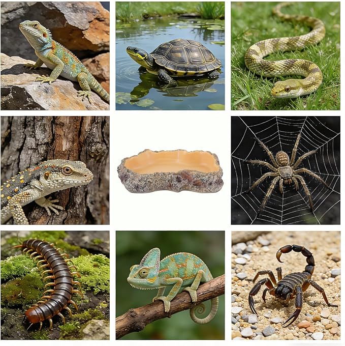 Reptile Food Dish, Terrarium Water Bowl, Feeding Bowl for Reptile Amphibian Pets