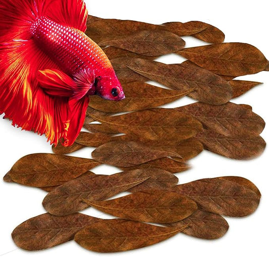 SunGrow 100 Pcs Mini Catappa Indian Almond Leaves for Betta Fish Aquarium, Shrimp, Frogs, Improves Habitat, Gives Tea Color, Helps in Lowering Aquarium Water pH, Improves Immunity