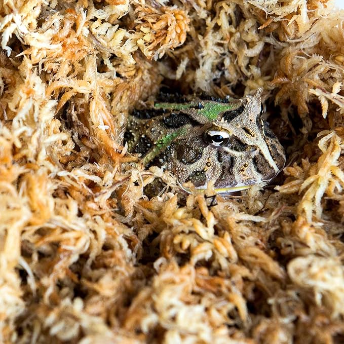 Galápagos (05203) 5-Star Golden Sphagnum Moss | Long-Fiber Snake Bedding, Reptile Substrate & Terrarium Moss for Frogs, Toads, Carnivorous Plants, Leopard Geckos, Snakes, and Amphibians, 1/3 Pound