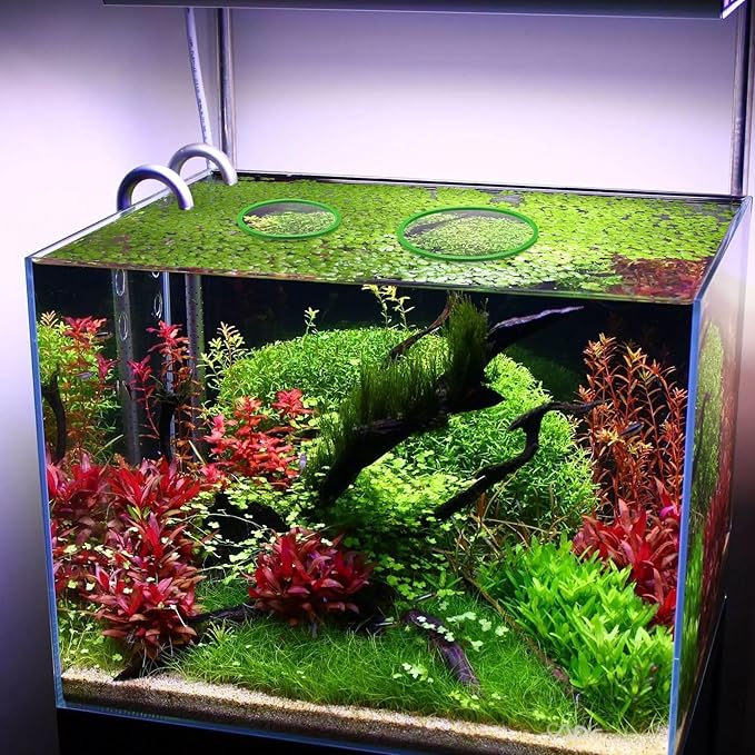 PAGOW 10pcs Fish Feeding Rings Set, Floating Aquarium Plant Corral, Round Fish Feeder Rings for Fish Tank, Floating Plant Ring, Fish Tank Aquarium Accessories for Betta (Green)