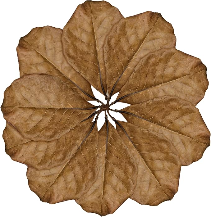 SunGrow Leaf Litter for Snakes, 10 Pcs Medium Indian Almond Catappa Leaves Substrate Maintain Humidity in Corn Snake and Ball Python Terrarium, 7-8 Inches, Reptile Tank Decor Accessories