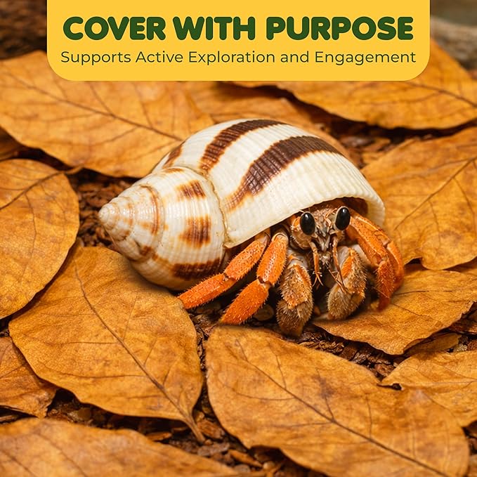 SunGrow 50 Pcs Hermit Crab Catappa Indian Almond Leaves, 2 inches Long, Mini Dried Leaves for Added Humidity, Delicious Crab Treat and Source of Cellulose