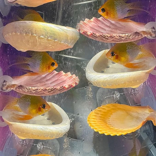 Oncpcare Betta Fish Resting Spot Shell Bed 6-Pack — Perfect-Sized Decorative Shell Beds That Betta Love to Rest On