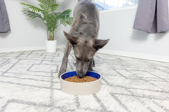 SPOT Standard Crock Dish - Heavy Duty, Non-Slip, Round Ceramic Food/Water Bowl for Pets, Ideal for Medium to Large Dogs or Multiple Animals, Dishwasher Safe - 9.5 in, 8 Cups, (64 Oz)(Pack of 6)