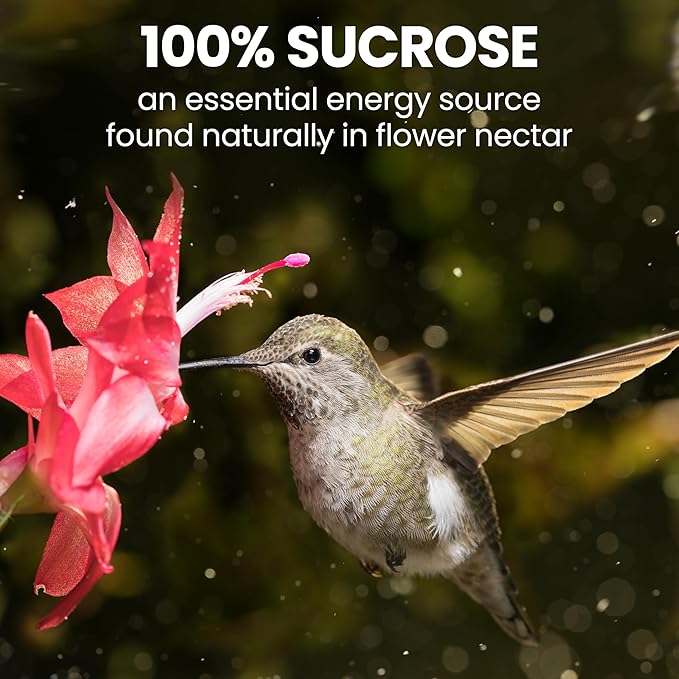 Perky-Pet Hummingbird Nectar Concentrate for Hummingbird Feeder - 32 oz - Makes 96 FL OZ of Red Food Nectar - 238