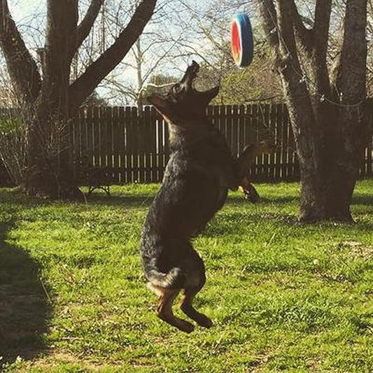 Chuckit! Fetch Wheel Outdoor Dog Toy, Large, For Large Breeds