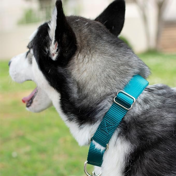 Country Brook Petz - Martingale Dog Collar - Heavy-Duty Training Collar with No Buckle - Service Dog Collar for All Pups - 20 Vibrant Colors (Teal, 3/8 Inch, 2XS)