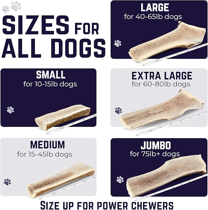 Devil Dog Pet Co. Split Elk Antlers for Dogs, Natural Dog Chew with Exposed Marrow - Long Lasting and Odor Free - USA Sourced - Cleaner Teeth, Anxiety & Boredom Relief - Jumbo 8"+ - Antler Bone