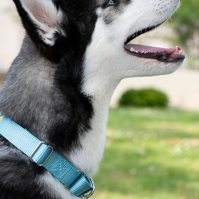 Country Brook Petz - Martingale Dog Collar - Heavy-Duty Training Collar with No Buckle - Service Dog Collar for All Pups - 20 Vibrant Colors (Ocean Blue, 1 Inch, Extra Large)