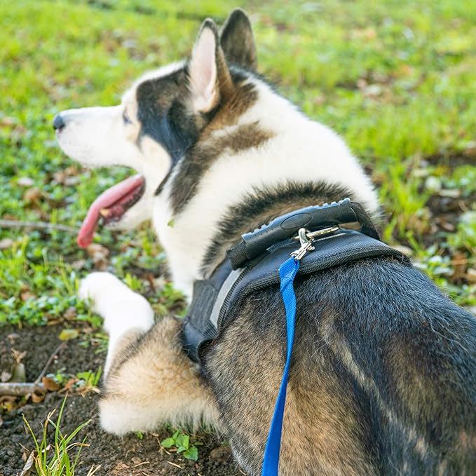 Hi Kiss Dog/Puppy Obedience Recall Training Agility Lead - 15ft 20ft 30ft 50ft 100ft Training Leash - Great for Training, Play, Camping, or Backyard Purple 15 Feet