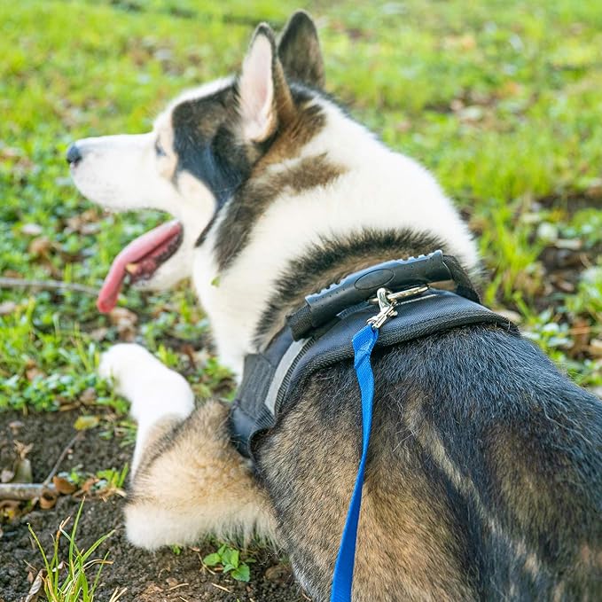 Hi Kiss Dog/Puppy Obedience Recall Training Agility Lead - 15ft 20ft 30ft 50ft 100ft Training Leash - Great for Training, Play, Camping, or Backyard Purple 50 Feet