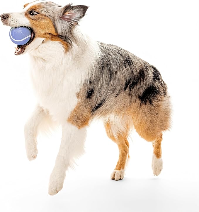 Playology Dog Toys | Squeaky Chew Ball for Large Dogs | Blueberry Scented Jumbo Dog Ball | Bouncy Floating Chew Toys for Fetch