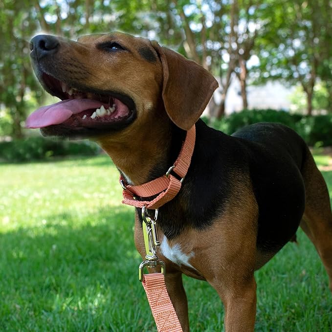 Country Brook Petz - Martingale Dog Collar - Heavy-Duty Training Collar with No Buckle - Service Dog Collar for All Pups - 20 Vibrant Colors (Mango, 3/4 Inch, Small)