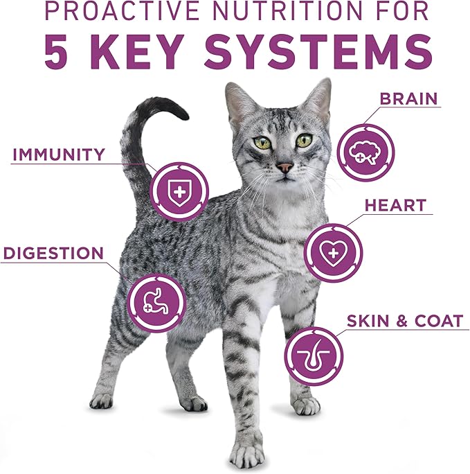 Purina ONE Plus Whole Body Support with Chicken Dry Cat Food - 7 b. Bag