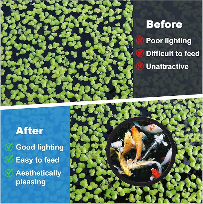 PAGOW 10pcs Fish Feeding Rings Set, Floating Aquarium Plant Corral, Round Fish Feeder Rings for Fish Tank, Floating Plant Ring, Fish Tank Aquarium Accessories for Betta (Black)