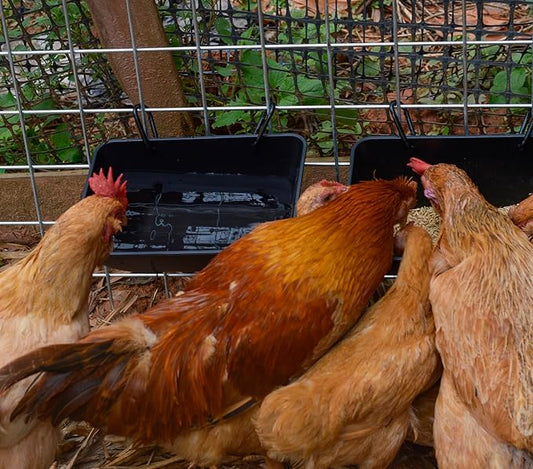 Hanging Chicken Feeder Trough for Goat Sheep Deer Poultry Duck Chicken Fence Feeder Livestock Feeding Container Goats Supplies Feeders Waterer Bucket
