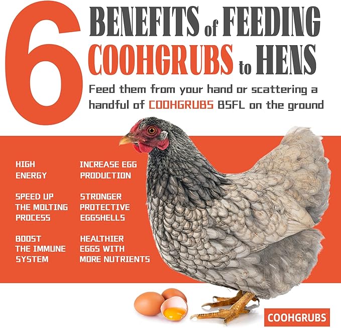 COOHGRUBS Black Soldier Fly Larvae for Chickens – 100% Natural Non-GMO Grubs, 85X More Calcium Than Dried Mealworms – Clean, Nutritious & Delicious High-Protein Poultry & Bird Treats, 5-lb Box