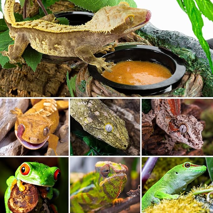 REPTI ZOO Magnetic Reptile Feeding Ledge, Gecko Feeder Ledge with 4PCS Cups, Hollow Vine Food Dish, Reptile Water Bowl for Bearded Dragon Lizard Snake Turtle, Terrarium Tank Accessories