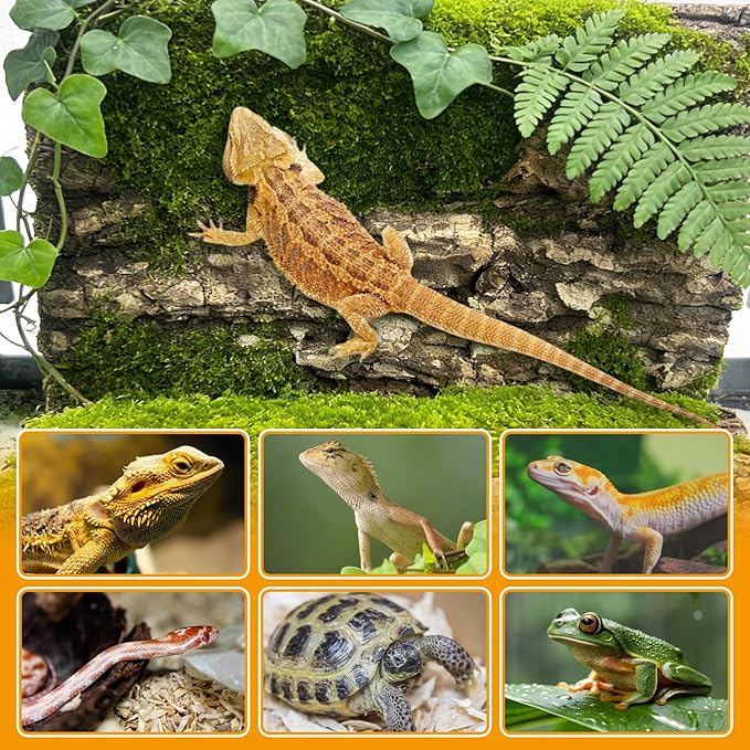 Natural Reptile Cork Bark Bedding Bearded Dragon Climbing Wall Mat 6PCS Cork Wood for Terrarium Background Decor Crested Gecko Tank Accessories for Lizard Snake Chameleon Tortoise Frog