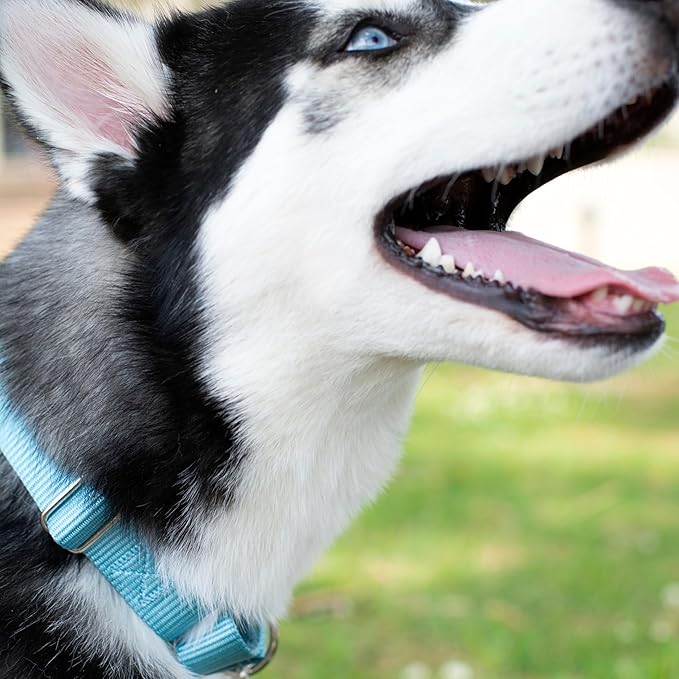 Country Brook Petz - Martingale Dog Collar - Heavy-Duty Training Collar with No Buckle - Service Dog Collar for All Pups - 20 Vibrant Colors (Ocean Blue, 1 Inch, Medium)