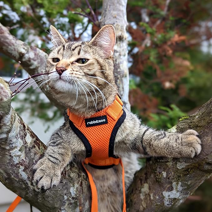 rabbitgoo Cat Harness and Leash for Walking, Escape Proof Soft Adjustable Vest Harnesses for Cats, Easy Control Breathable Reflective Strips Jacket, Orange, XXS