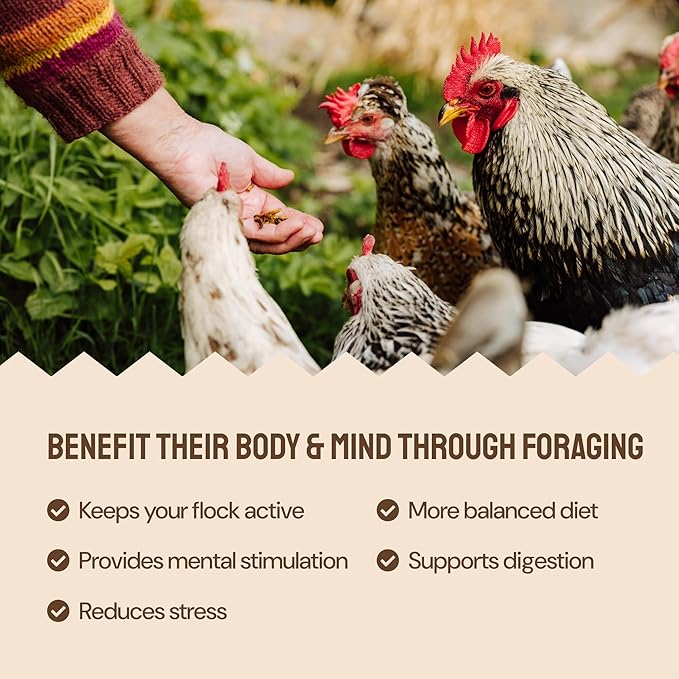 Hatortempt Grubs & Grits Chicken Feed Supplement - 10lb - with Chicken Grit, Mealworms, Black Fly Larvae and Oyster Shells - 21% Protein and 15% Calcium