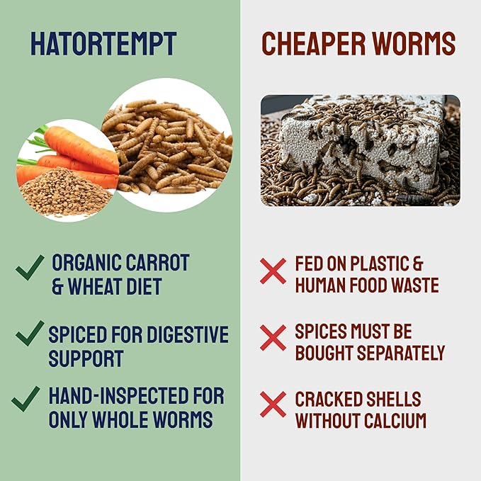 Hatortempt Spiced Black Soldier Fly Larvae for Chickens 10lb - High-Calcium, Organic Worm Treats for Laying Hens - Coated with a Chili Mix for Chickens
