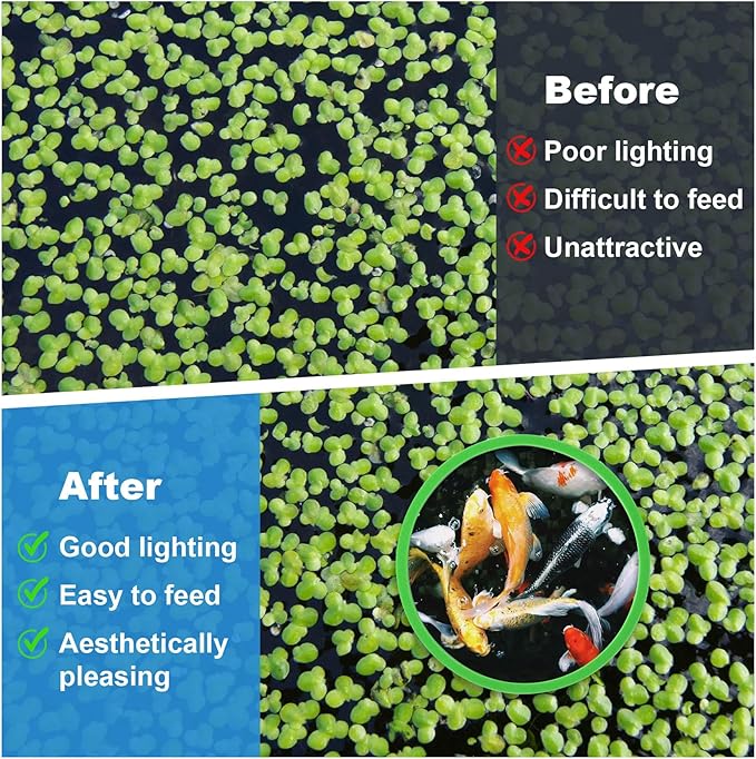 PAGOW 10pcs Fish Feeding Rings Set, Floating Aquarium Plant Corral, Round Fish Feeder Rings for Fish Tank, Floating Plant Ring, Fish Tank Aquarium Accessories for Betta (Green)