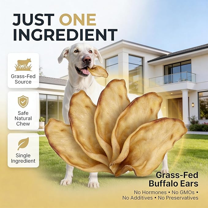 100% Natural Pet Treats 12 Pack Grass Fed Water Buffalo Ears for Dog | High Protein Beef Cow Ears for Dogs Safe Rawhide Dog Treat Suitable for Small, Medium & Large Breeds Dogs Chews