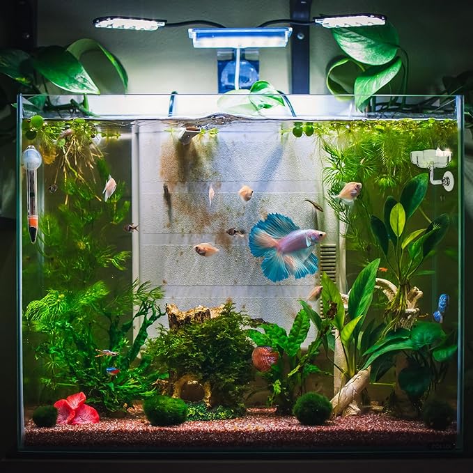 Aquarium Shrimp Fish Feeding Dish, Small Fish Feeder Dishes Clear Feeder Dish Betta Fishes Accessories Food Tray Container with Suction Cup Shrimp Tank Accessories (Sakura Shaped)